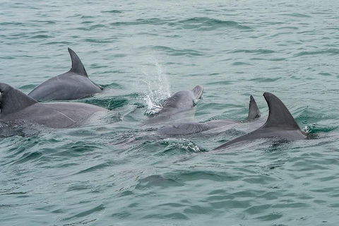 Noosa Oceanrider Scenic Dolphin Safari - Australia Accommodation 5