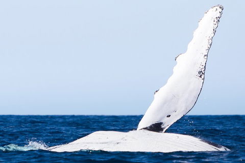 2-Hour Guided Whale Watching Tour At Noosa - Australia Accommodation 0