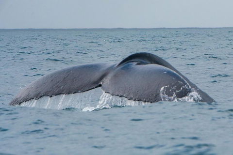 2-Hour Guided Whale Watching Tour At Noosa - Australia Accommodation 1