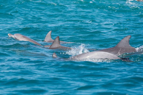 2-Hour Guided Whale Watching Tour At Noosa - Australia Accommodation 2