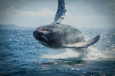 2-Hour Guided Whale Watching Tour At Noosa - Australia Accommodation 3