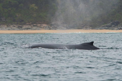 2-Hour Guided Whale Watching Tour At Noosa - Australia Accommodation 5