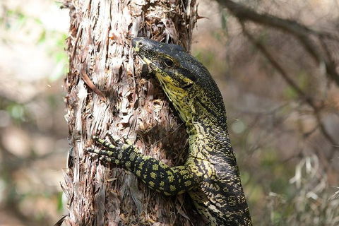 Byron Bay Hinterland Tour Including Rainforest Walk To Minyon Falls - Australia Accommodation 1