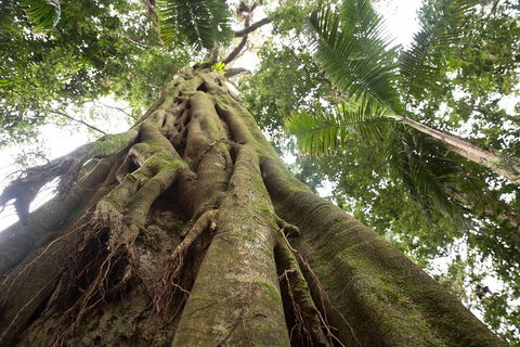Byron Bay Hinterland Tour Including Rainforest Walk To Minyon Falls - Australia Accommodation 2