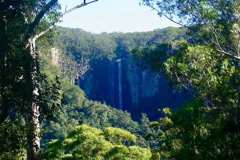 Byron Bay Hinterland Tour Including Rainforest Walk To Minyon Falls - Australia Accommodation 4