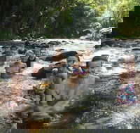 Daintree Rainforest Cape Tribulation Mossman Gorge Small-Group Day Tour - Australia Accommodation