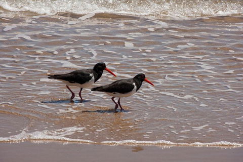 1770 Coastline Tour By LARC Amphibious Vehicle Including Picnic Lunch - Australia Accommodation 2