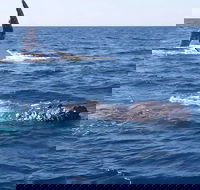 Noosa Whale Watching - Australia Accommodation