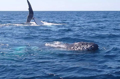 Noosa Whale Watching - Australia Accommodation 0