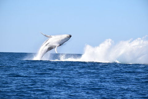Noosa Whale Watching - Australia Accommodation 1