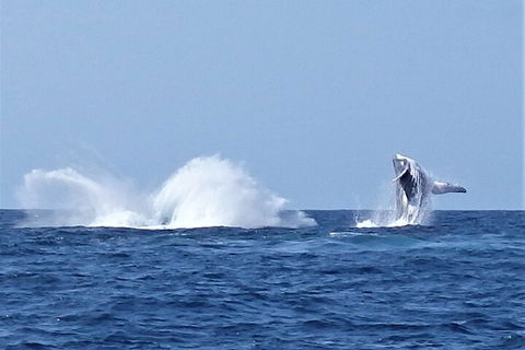 Noosa Whale Watching - Australia Accommodation 2