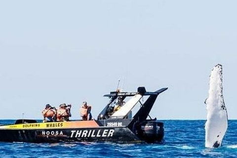 Noosa Whale Watching - Australia Accommodation 4