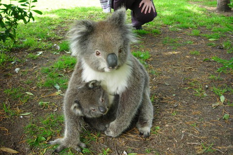 3-Day Private Adelaide To Melbourne Tour - Australia Accommodation 5
