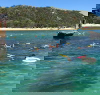 All Inclusive Dolphin and Tangalooma Wrecks Cruise - Australia Accommodation