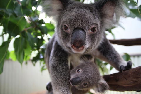 Kuranda Day Tour, TKS-RFS GRAND GOLD PLUS 0930 - Australia Accommodation 1