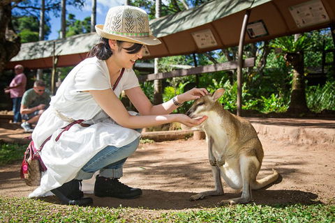 Kuranda Day Tour, TKS-RFS GRAND GOLD PLUS 0930 - Australia Accommodation 3