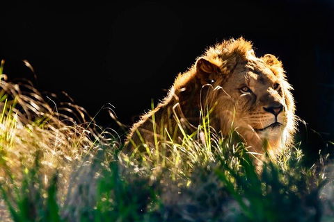 Sydney Taronga Zoo General Entry Ticket - Australia Accommodation 0