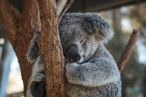 Sydney Taronga Zoo General Entry Ticket - Australia Accommodation 3
