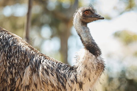 Sydney Taronga Zoo General Entry Ticket - Australia Accommodation 4