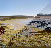 Kangaroo Island Personal Group Tours - Australia Accommodation