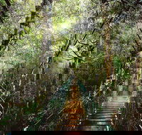 O'Reilly's  Lamington National Park from Gold Coast - Australia Accommodation