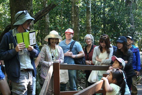 Natural Bridge Glow Worm Night Tour From Gold Coast - Australia Accommodation 4