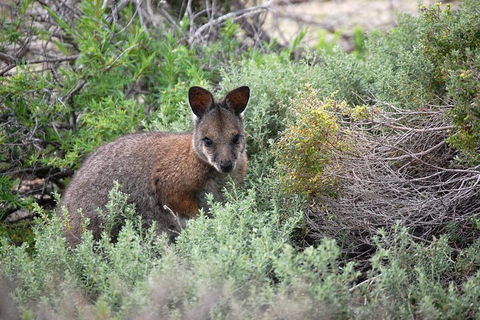 Shipwreck Special Nature Tour/Half Day Tour - Australia Accommodation 3