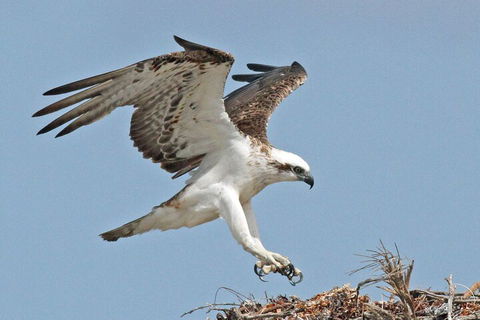 Shipwreck Special Nature Tour/Half Day Tour - Australia Accommodation 4