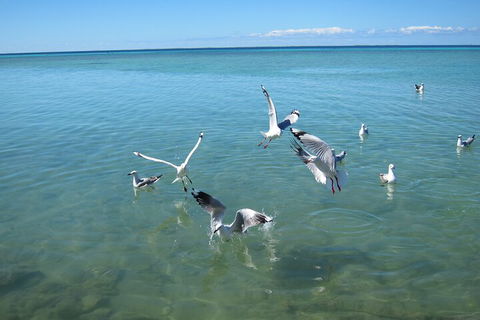 Pink Lake + Abrolhos Islands Nature Tour - Australia Accommodation 5
