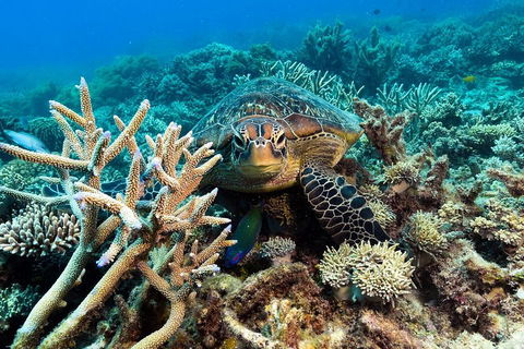 Great Barrier Reef Day Cruise From Cairns Including Snorkeling And Marine Biologist Presentation - Australia Accommodation 4