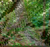 Private Daintree Mossman Gorge Exclusive Nature and Wildlife Focus - Australia Accommodation