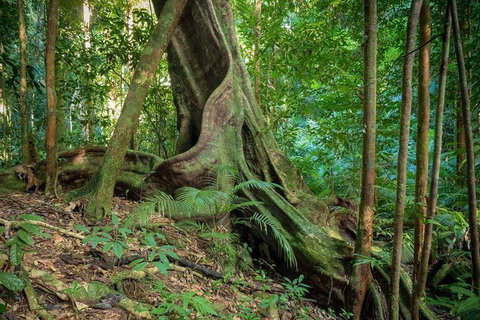 Private Daintree Mossman Gorge Exclusive Nature And Wildlife Focus - Australia Accommodation 0