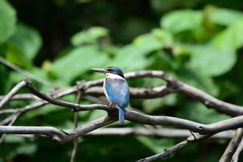 Private Daintree Mossman Gorge Exclusive Nature And Wildlife Focus - Australia Accommodation 1