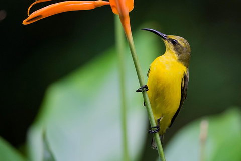Private Daintree Mossman Gorge Exclusive Nature And Wildlife Focus - Australia Accommodation 2