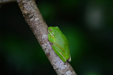 Private Daintree Mossman Gorge Exclusive Nature And Wildlife Focus - Australia Accommodation 3