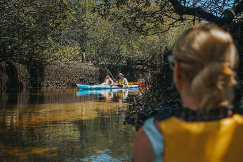 Kayak Tour In Adelaide Dolphin Sanctuary - Australia Accommodation 0