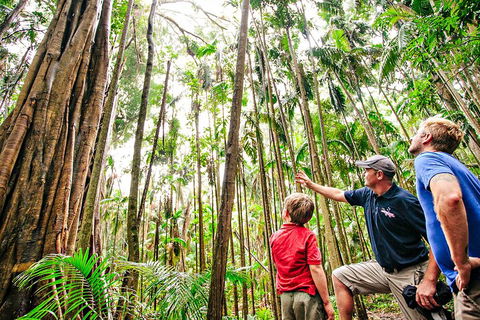 Natural Bridge & Springbrook Waterfalls Tour + Hot Air Balloon With Breakfast - Australia Accommodation 5