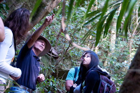 Natural Bridge & Springbrook Waterfalls Tour - Australia Accommodation 4