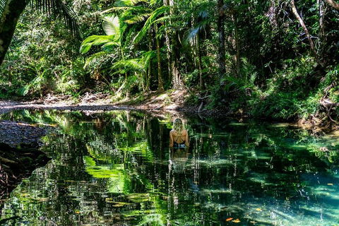 Daintree And Cape Tribulation Full Day Guided Tour - Australia Accommodation 1