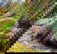 Cradle Mountain National Park Day Tour from Launceston - Australia Accommodation