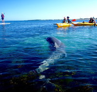 Penguin and Seal Islands Sea Kayaking Experience - Australia Accommodation