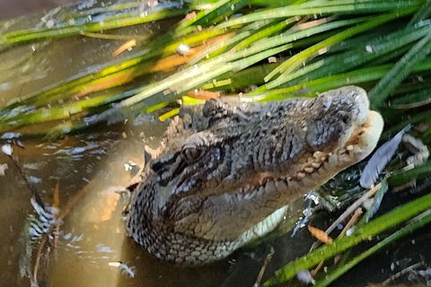 Litchfield Park Adventures And Jumping Crocodile Cruise + Butterfly Farm - Australia Accommodation 4