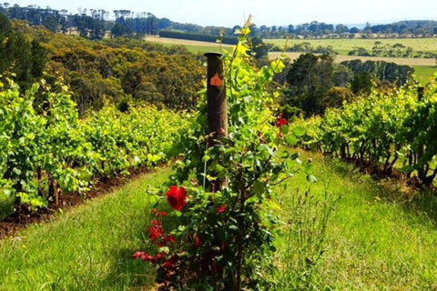Mornington Peninsula Sightseeing Tour For 2-6 Guests. - Australia Accommodation 3