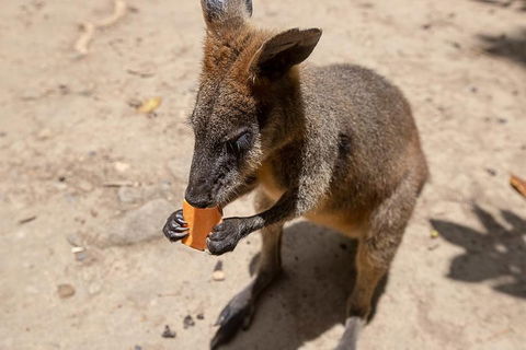 Chillagoe Caves And Outback Day Trip From Cairns - Australia Accommodation 5