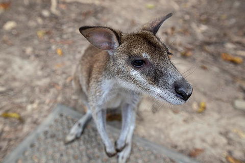 2 Day Daintree Rainforest, Cape Tribulation And Outback Chillagoe Tour - Australia Accommodation 4