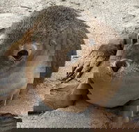 Kangaroo Island Scenic Trail Tour - Australia Accommodation