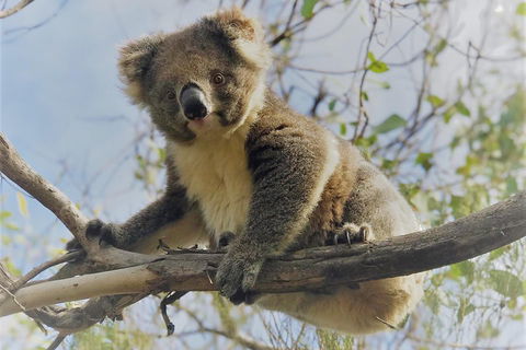Kangaroo Island Scenic Trail Tour - Australia Accommodation 2