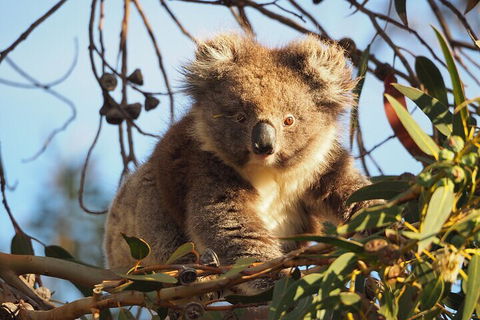 2-Hour Koala Walking Tour In Kangaroo Island - Australia Accommodation 0