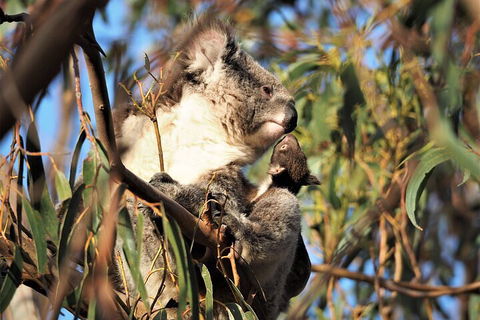 2-Hour Koala Walking Tour In Kangaroo Island - Australia Accommodation 1