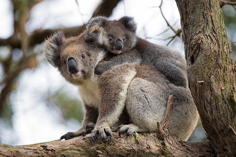 Great Ocean Road Sunset Tour From Melbourne - Australia Accommodation 0
